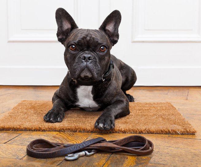 french bulldog dog waiting and begging to go for a walk with owner , sitting or lying on doormat